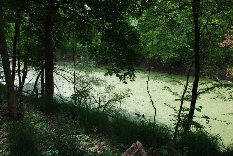 Aktuelle Fotos der Stadt Küstrin / Kostrzyn Lünette B - Ein Teil des Grabens